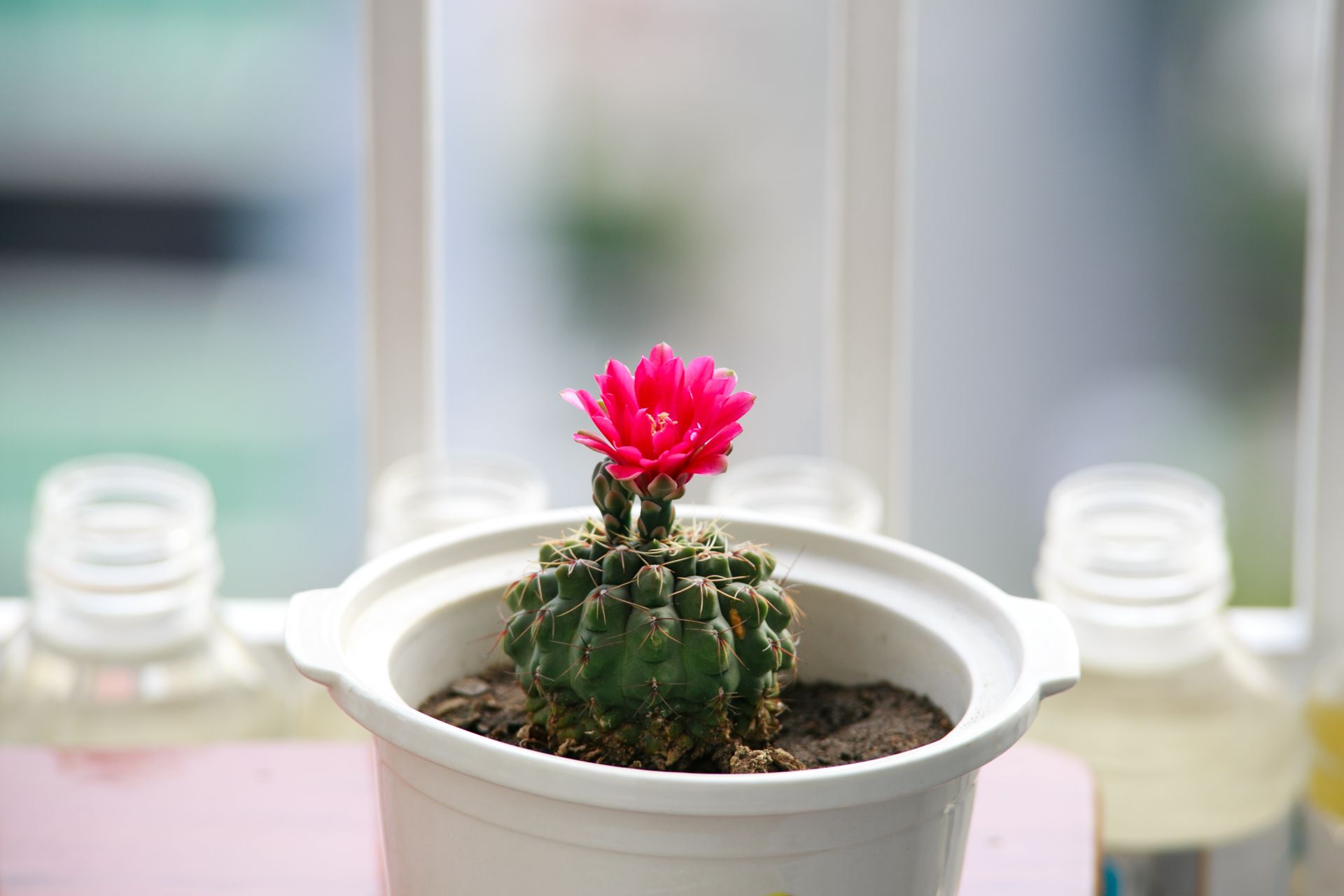 A blooming pink cactus flower in a white pot, beautifully illuminated by natural light, showcasing its vibrant colors indoors.
