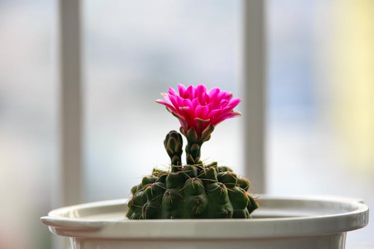 Pink Flowered Cactus Plant In White Pot