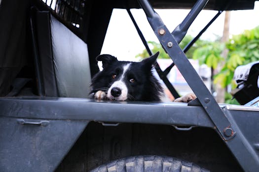 A cute Border Collie lies in a vehicle, enjoying a peaceful outdoor setting.