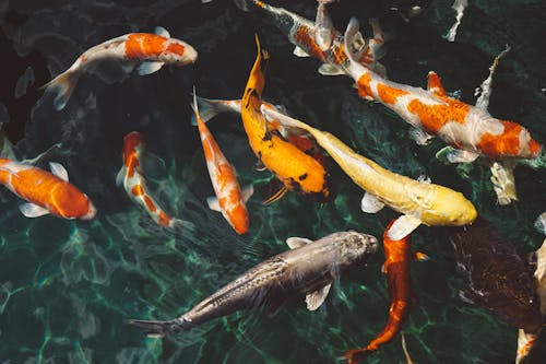 Banc De Poissons Koi Sur L'eau