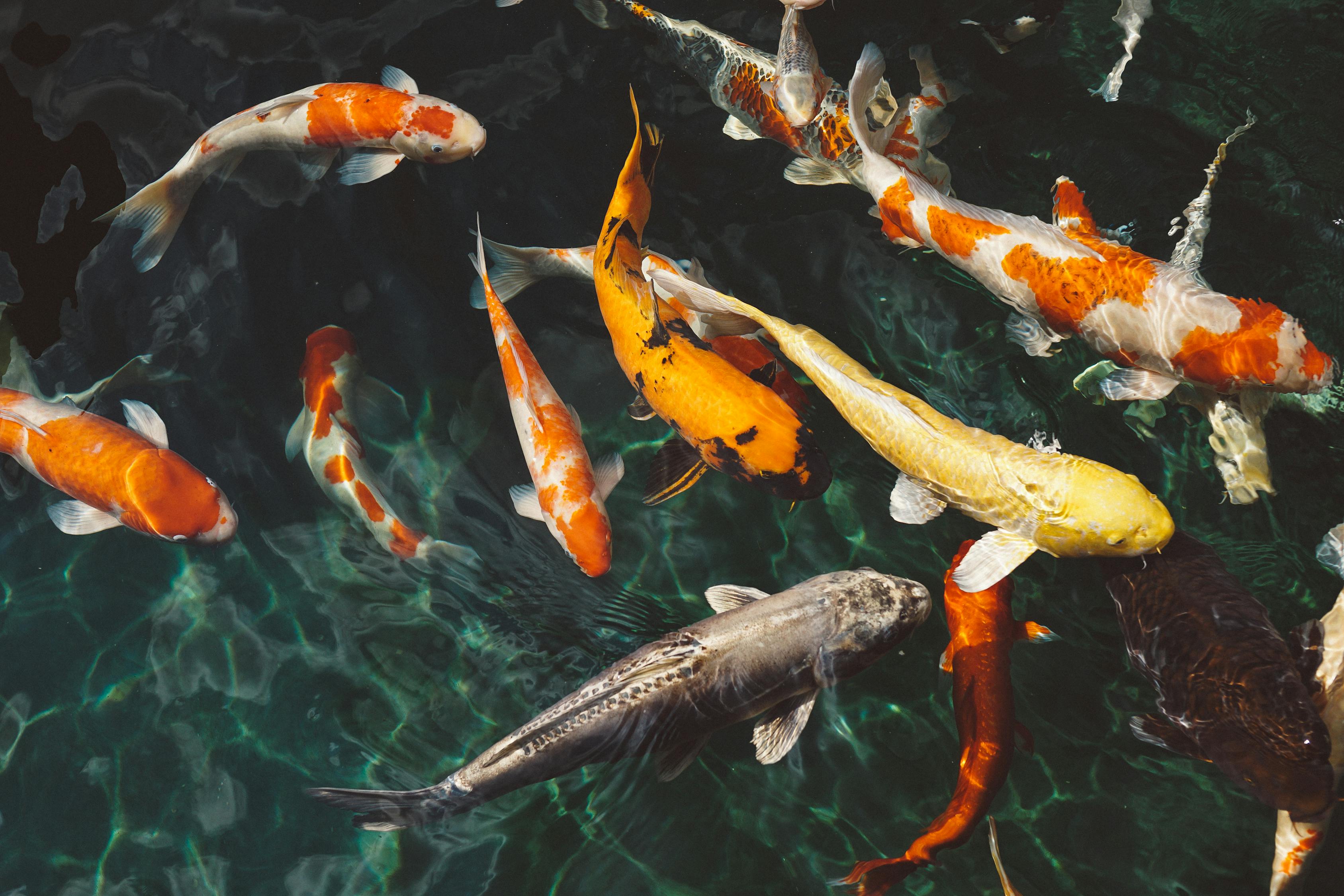 Orange And White Koi Fish Near Yellow Koi Fish Free Stock Photo orange-and-white-koi-fish-near-yellow-koi-fish-free-stock-photo