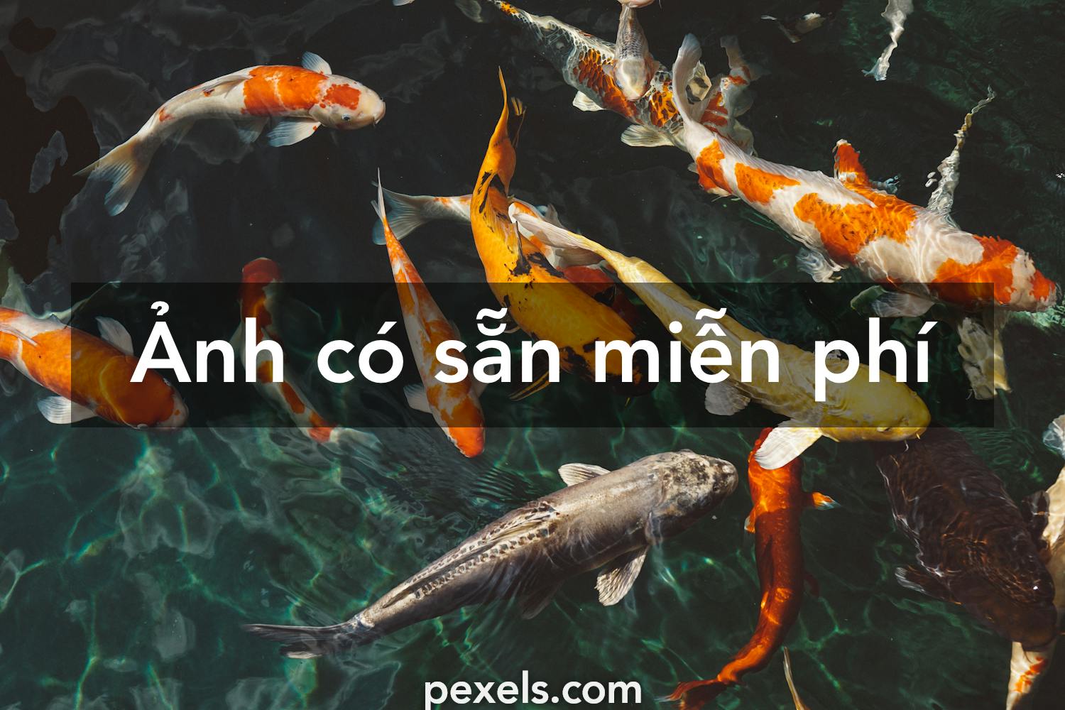 + ảnh đẹp nhất về Cá Koi · Tải xuống miễn phí 100% · Ảnh có sẵn của  Pexels