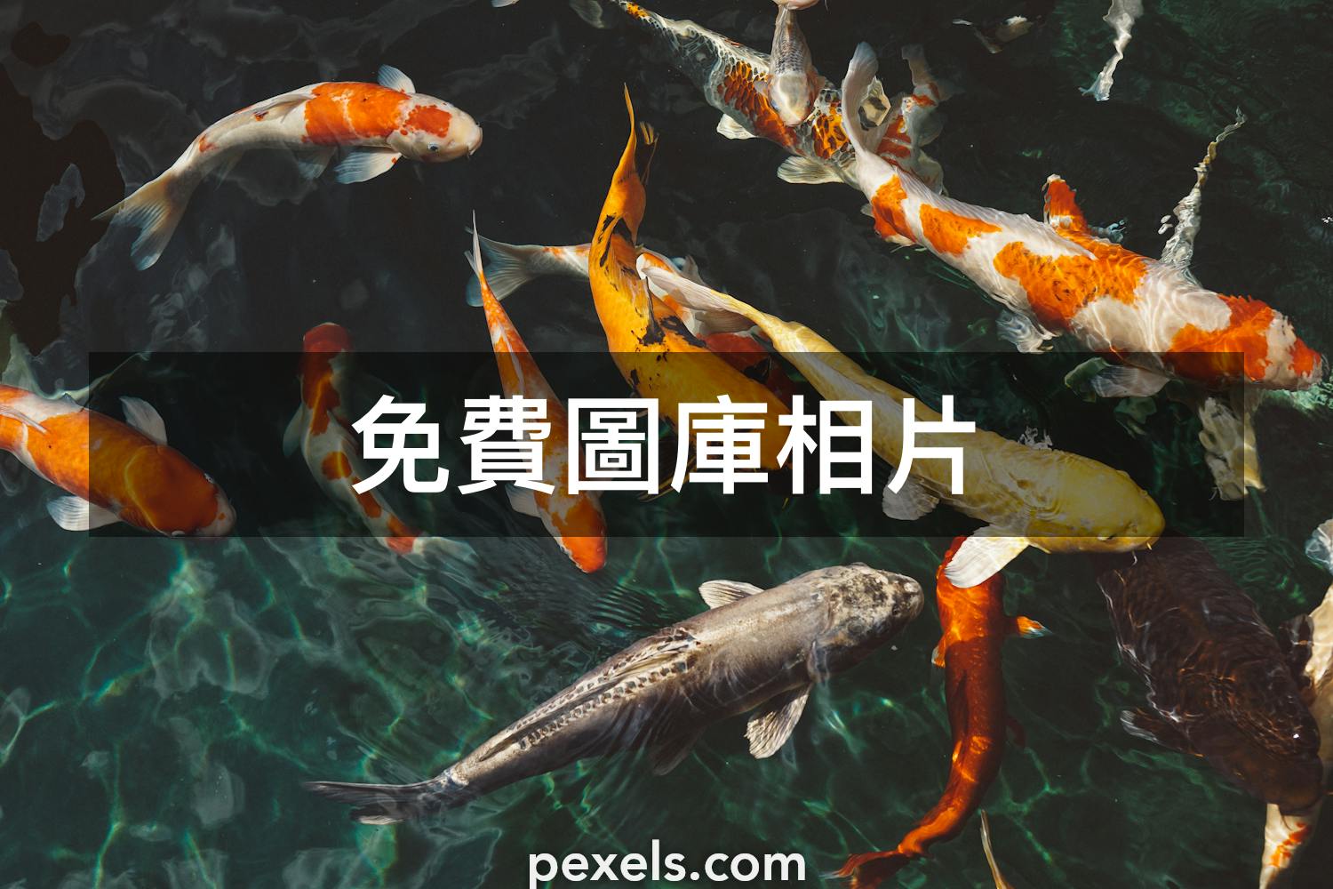 8 000 張最佳錦鯉相片 100 免費下載 Pexels 圖庫相片