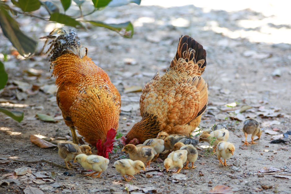 7 Places You Need to Visit to Get the Freshest Organic Chicken Around!