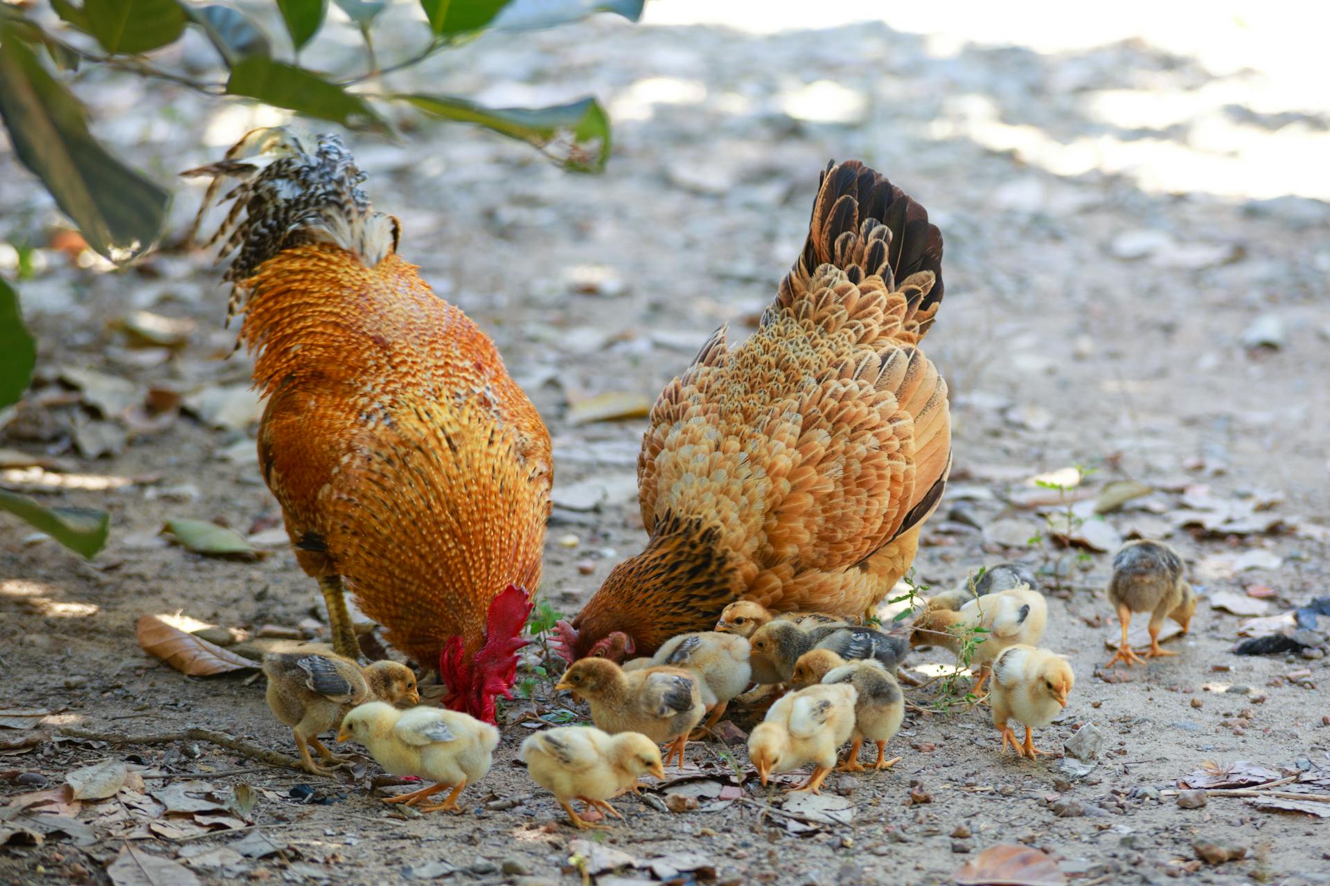 Chicks and Roosters