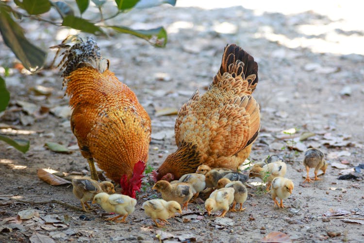 Chicks And Roosters