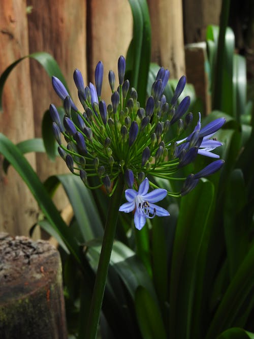 フラワーズ, ワイルドフラワー, 紫の花の無料の写真素材