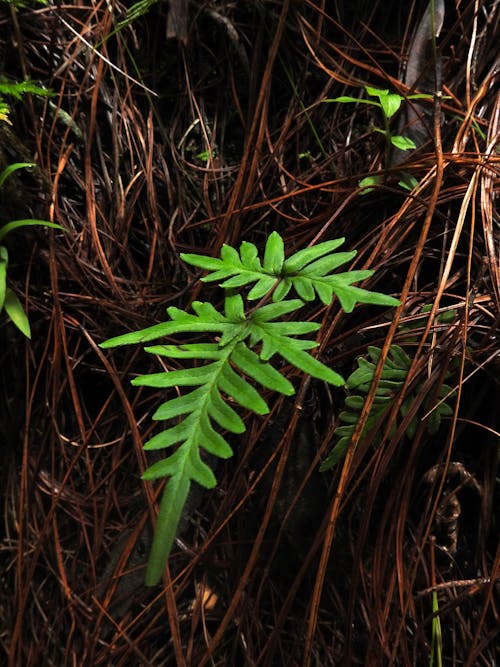 森林, 植物, 植物の写真の無料の写真素材