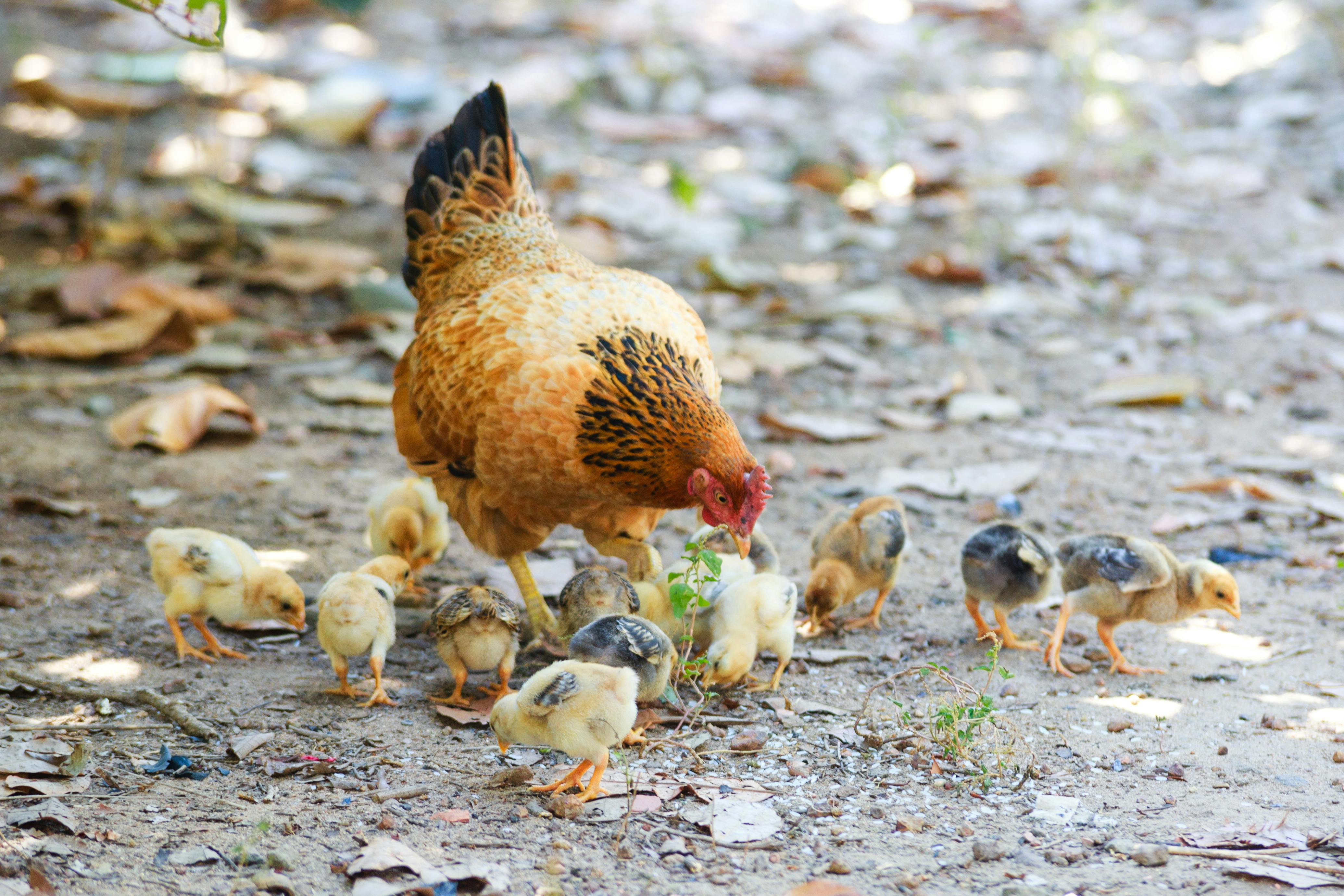 Chicken with peep of chick outdoor | Photo: Pexels