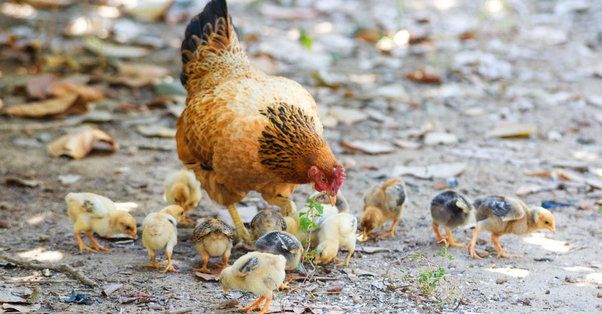 Brown and Black Hen With Peep of Chick Outdoor
