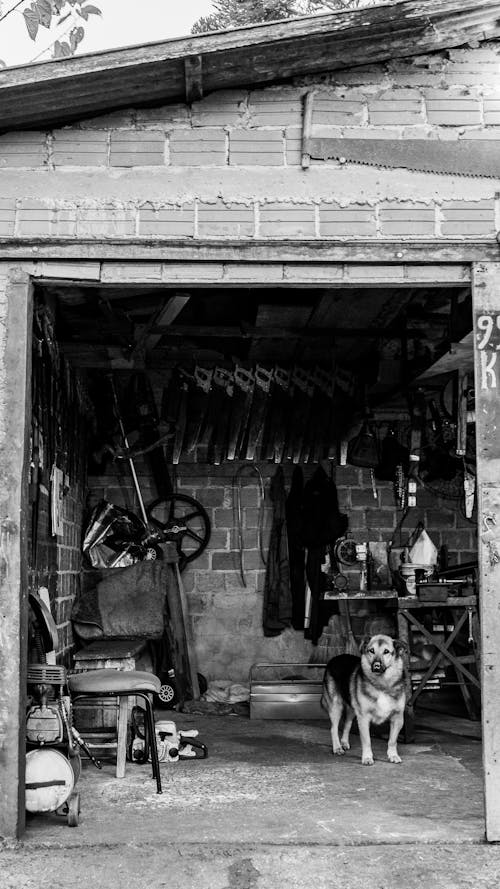 Foto profissional grátis de black, black and white, dog