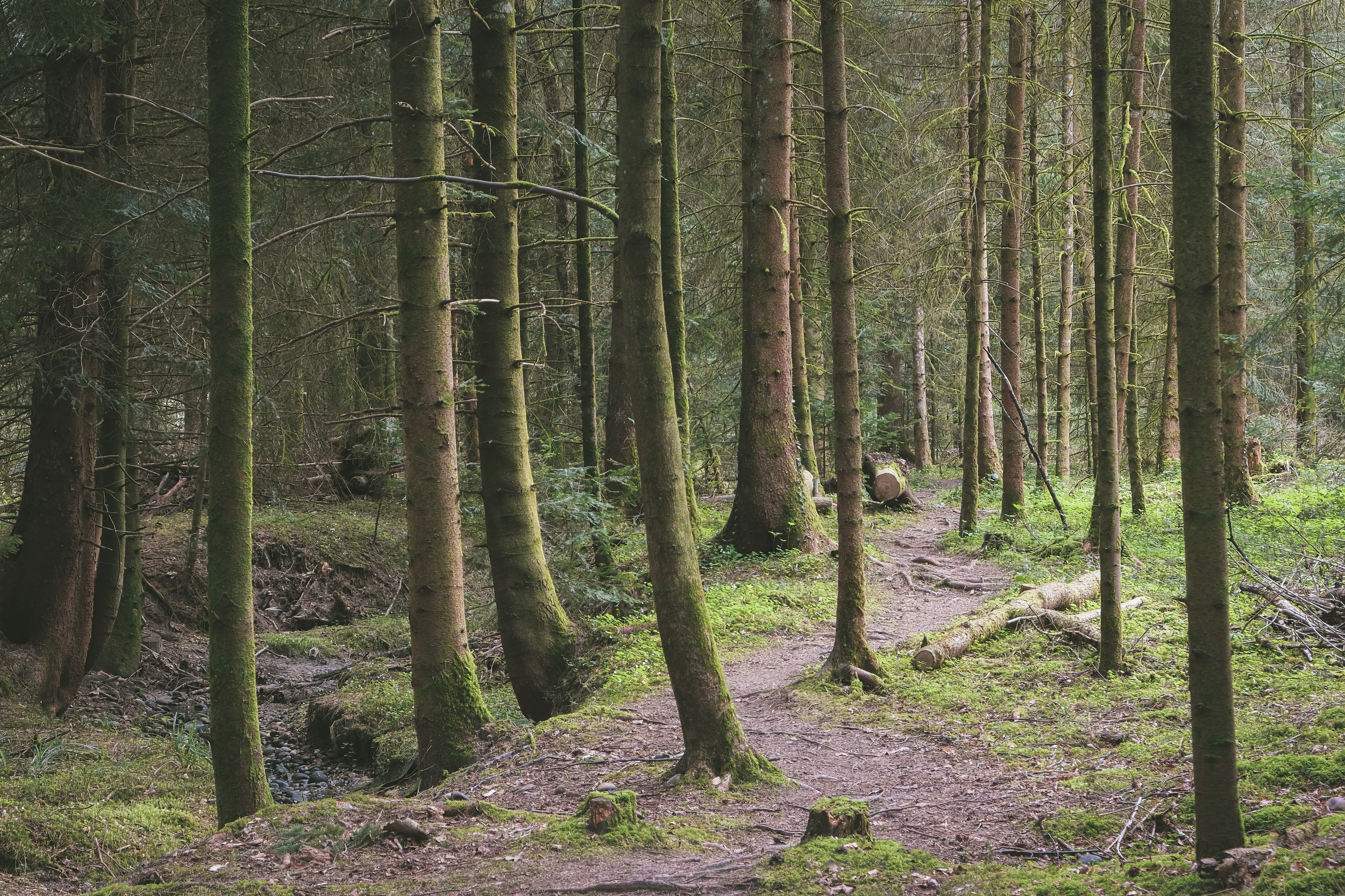 Footpath among Trees in Evergreen Forest · Free Stock Photo