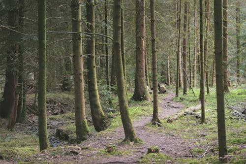 Free Footpath among Trees in Evergreen Forest Stock Photo