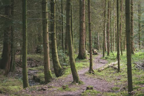 Free A serene footpath through a dense forest of tall evergreen trees, showcasing nature's beauty. Stock Photo