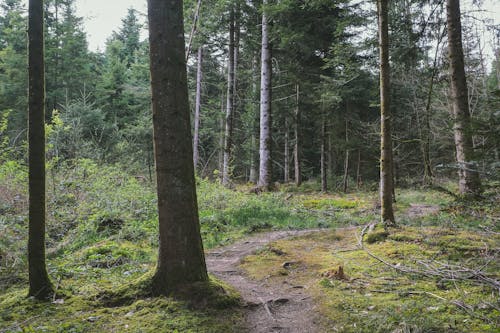 Free Footpath among Coniferous Trees Stock Photo