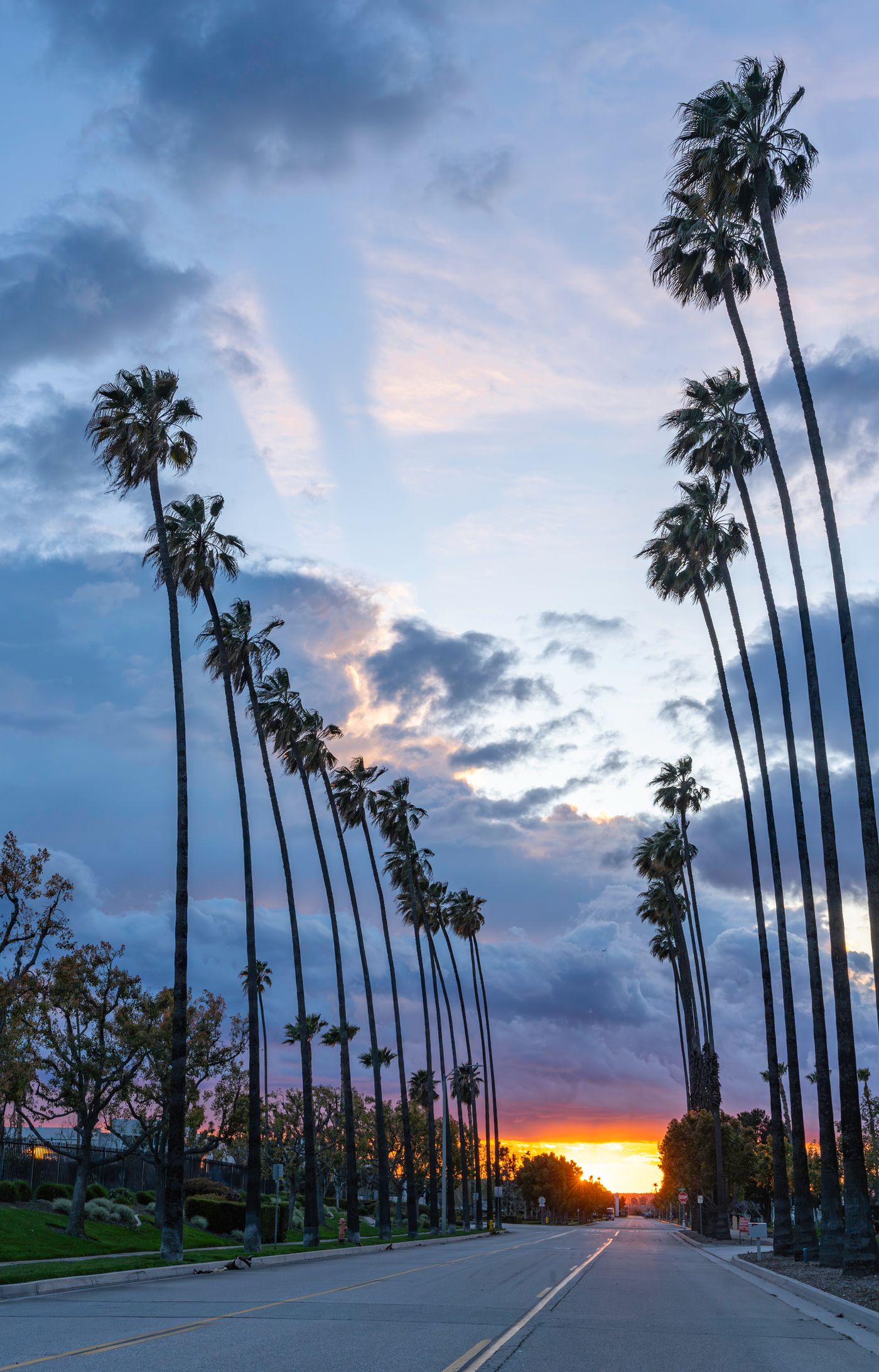 Palm-lined California road representing statewide vehicle pickup