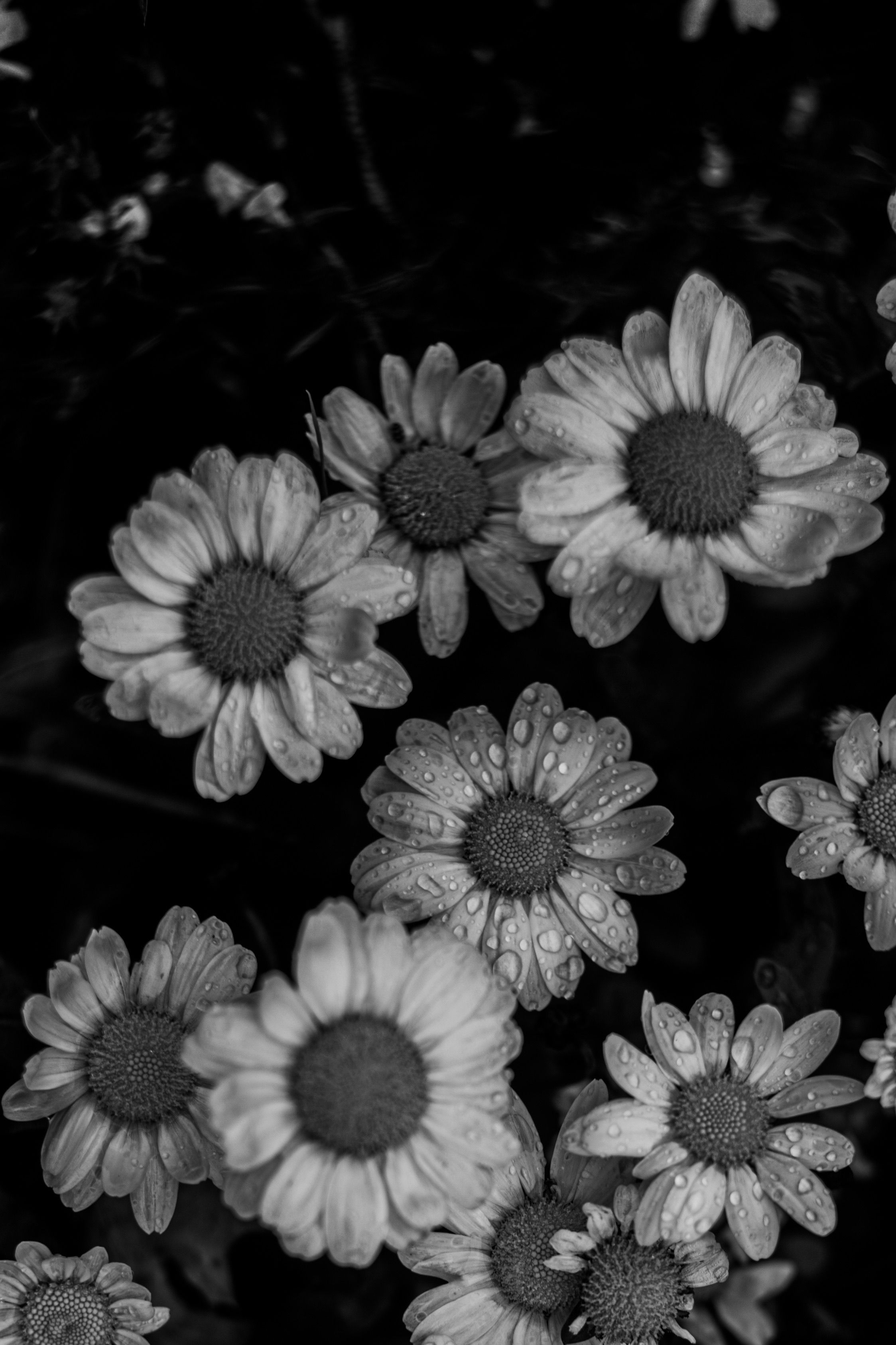 Fotomural Primer plano en blanco y negro de flores de margarita adornadas con gotas de agua, tomadas desde arriba.