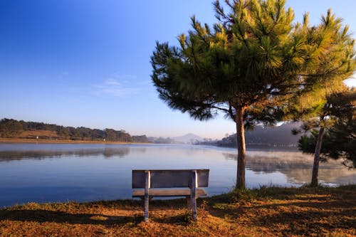 White Wooden Bench Near Tree and Body of Water