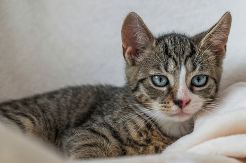 Free Adorable tabby kitten lying comfortably on a cozy white blanket. Stock Photo