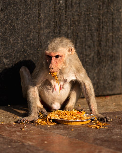 Małpa Jedząca Makaron