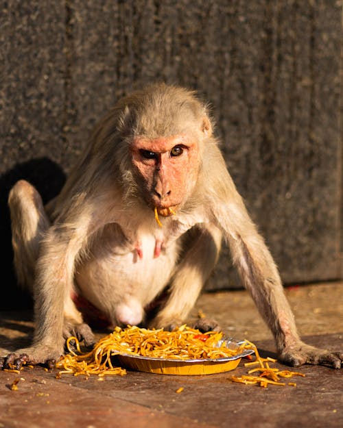 monkey eating noodles
