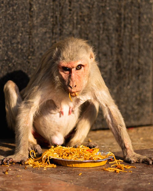 Kostenloses Stock Foto zu affe, essen, in gefangenschaft