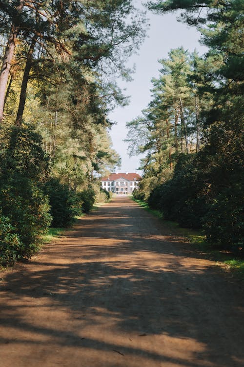 Dirt Road towards Mansion in Forest