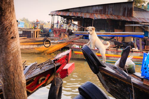 Безкоштовне стокове фото на тему «вода, Денне світло, дерев'яні човни»