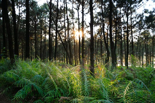 阳光透过高大的树木，洒在宁静森林里郁郁葱葱的蕨类植物上