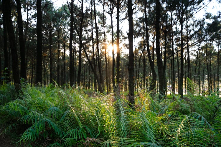 Green Ferns In Forest Floor