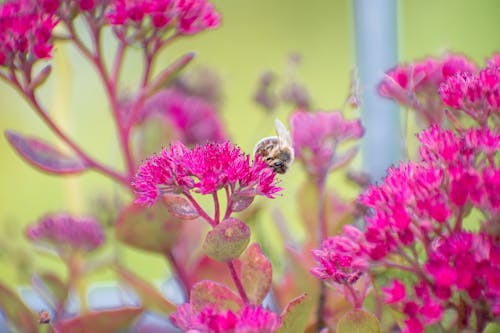 A bee drinking nectar from a pink flower