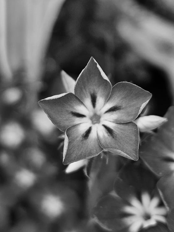 Fotos de stock gratuitas de blanco y negro, bnw, flores bonitas