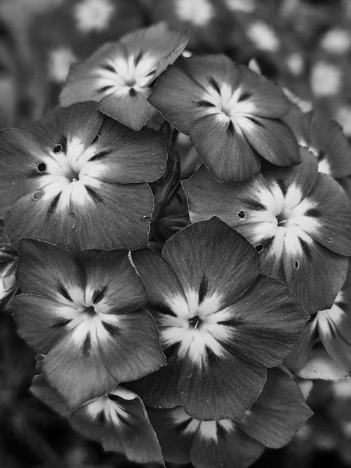 Photos gratuites de bnw, fond noir et blanc, magnifiques fleurs