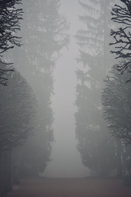 Immagine gratuita di alberi, conifera, conifero