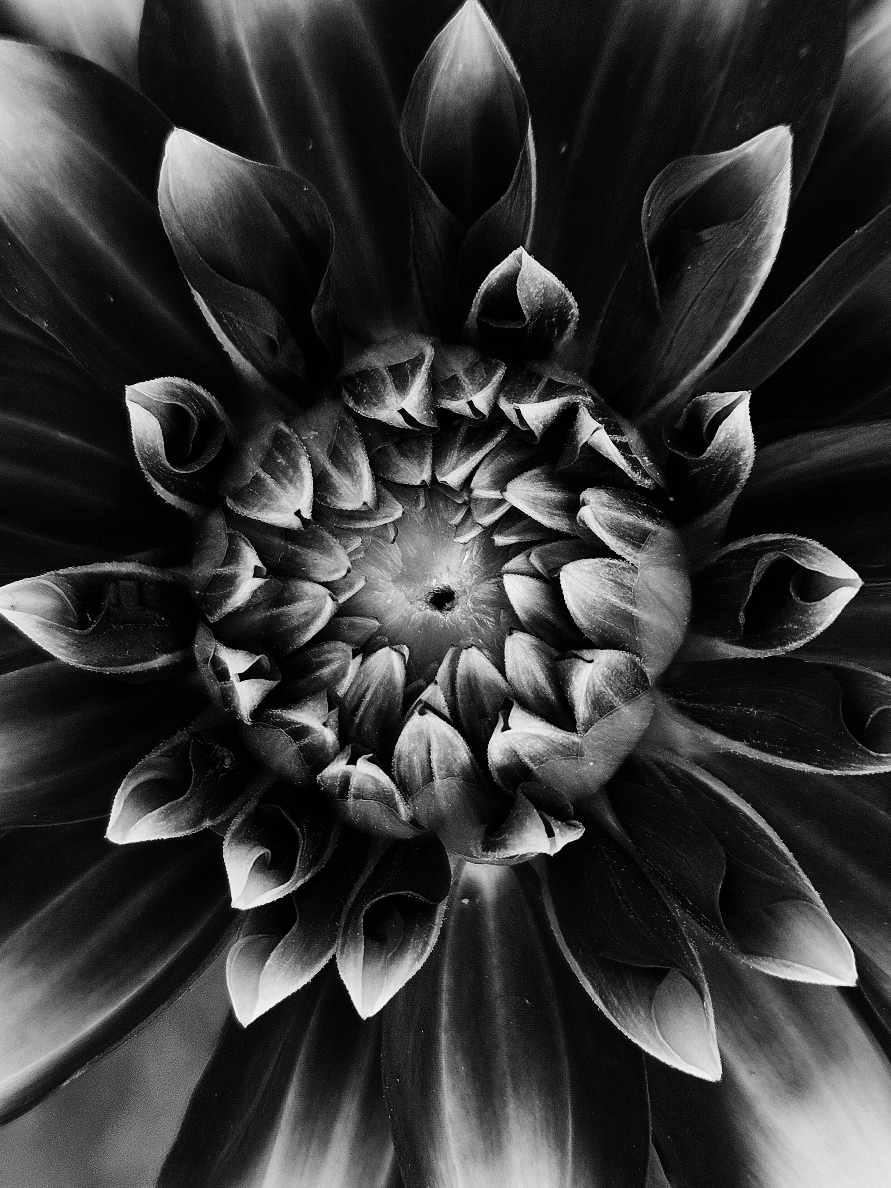 Artistic close-up black and white dahlia flower highlighting petals and stamens.