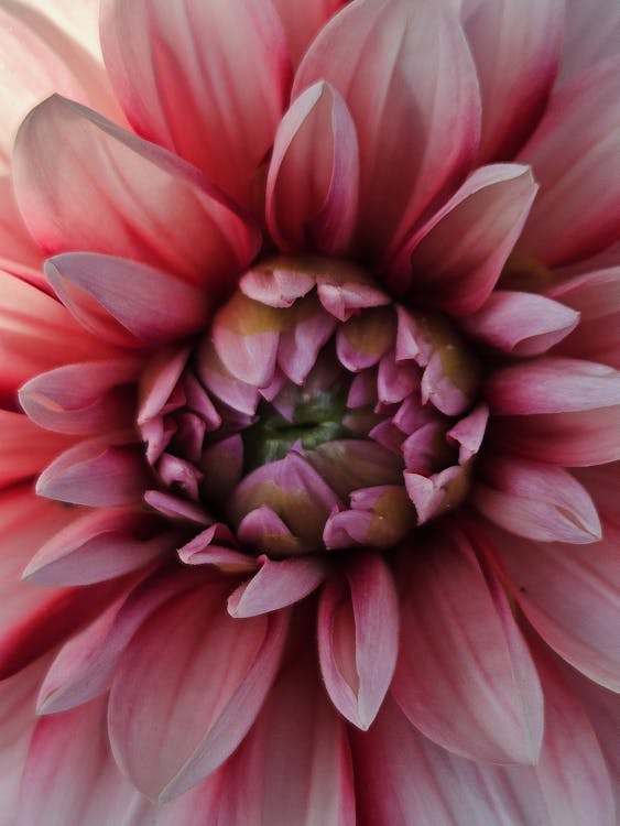 Бесплатное стоковое фото с искусственные цветы, красивая природа, красивые цветы