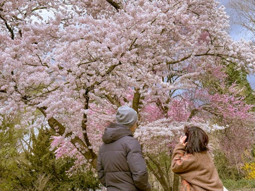 Fotobanka s bezplatnými fotkami na tému čerešňový kvet, dvojica, jar