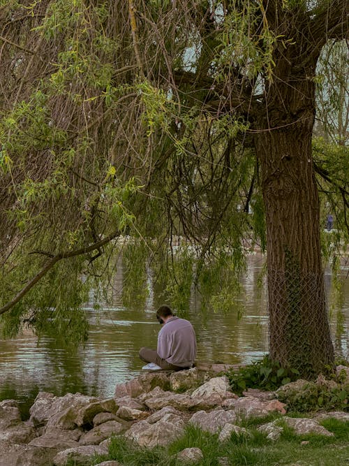 A man sitting on a rock by a tree