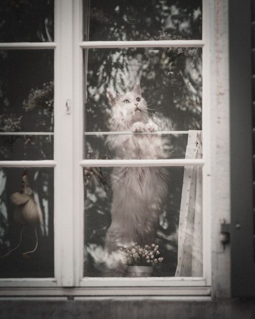 Charming image of a long-haired cat peering through a window in Zürich, Switzerland.