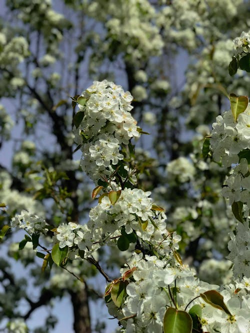 Fotos de stock gratuitas de cerezos en flor, flor blanca, flor de manzano
