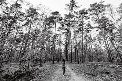 Free A person walking down a path in the woods Stock Photo