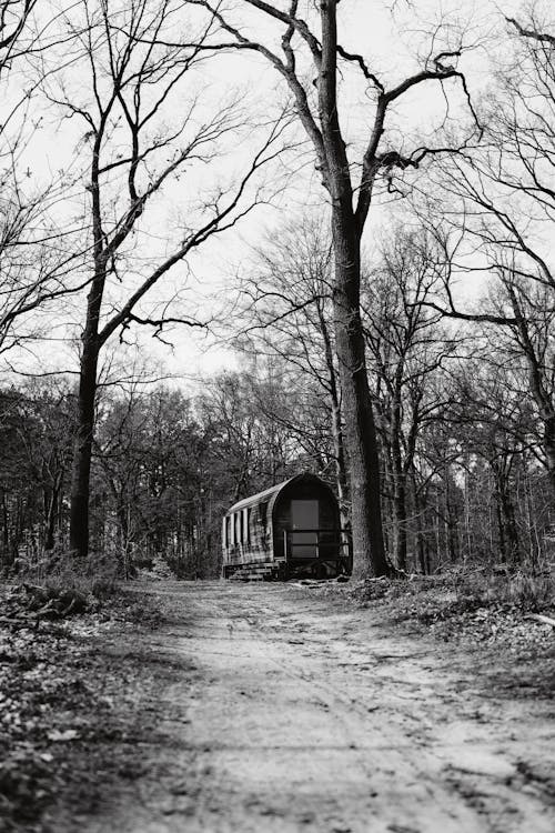 Foto profissional grátis de abandonado, árvores, calçada