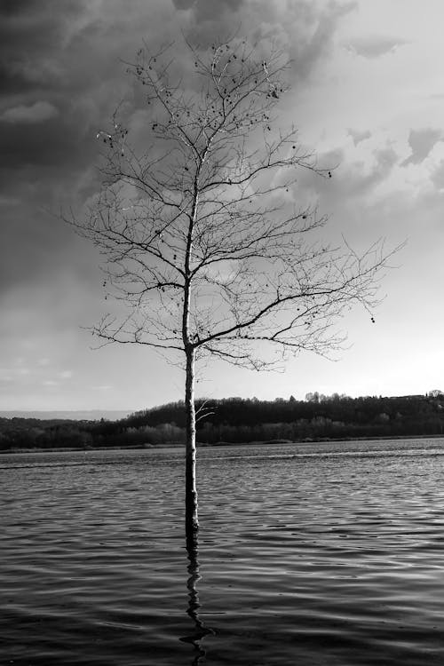 Fotos de stock gratuitas de agua, árbol, blanco y negro