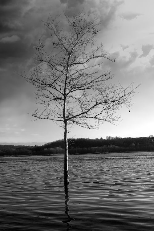 Free Black and white image of a lone tree in a serene lake under a moody sky. Stock Photo