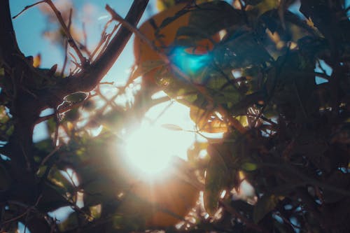 Spanish Sunrise through the Orange Tree