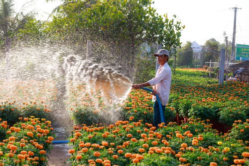 Free A gardener waters a lush field of bright marigold flowers under the morning sun, showcasing outdoor gardening beauty. Stock Photo