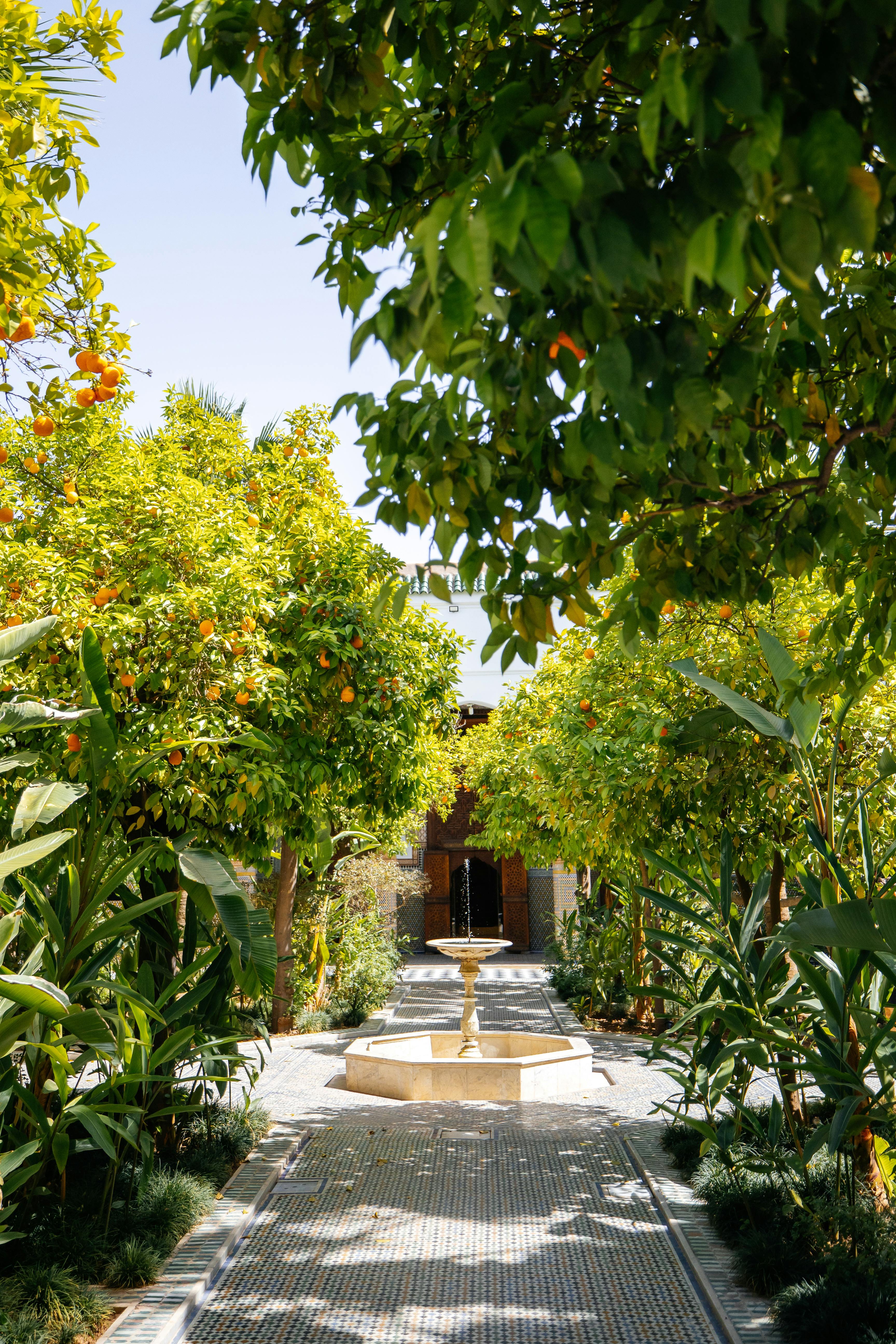 A peaceful garden pathway featuring a central fountain and lush citrus trees on a sunny day.
