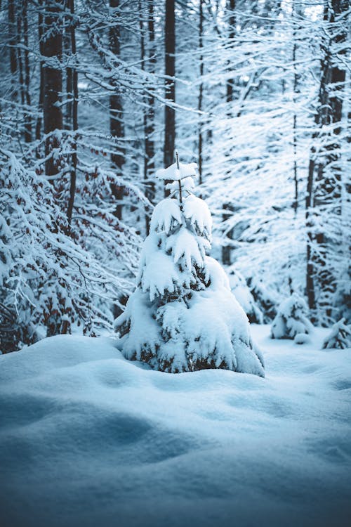 Butiran Salju Di Allgäu 