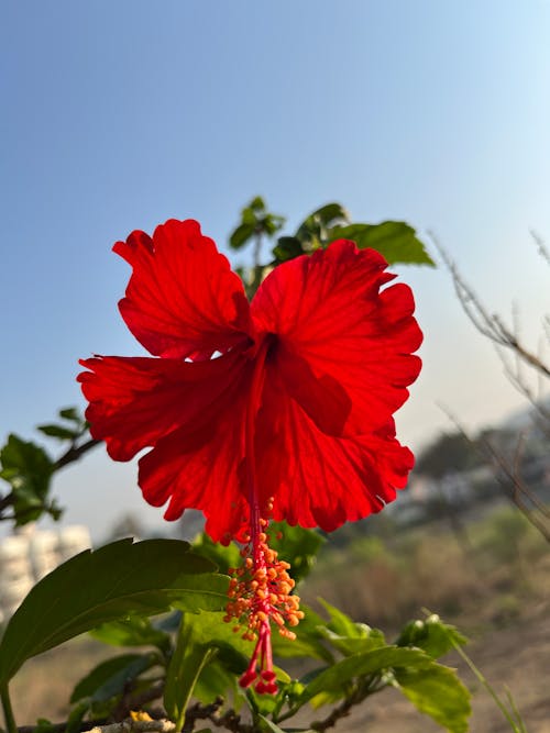 Foto profissional grátis de céu azul, flor de hibisco, flor vermelha