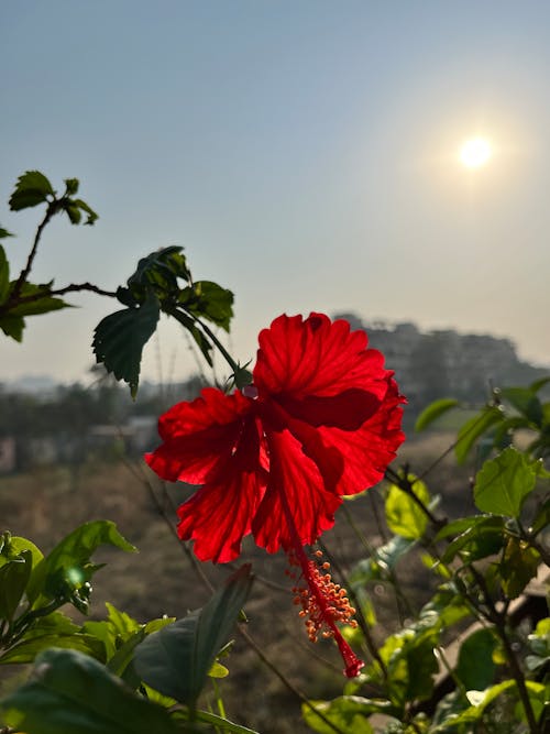 Fotobanka s bezplatnými fotkami na tému bright sun, červený kvet, ibištek
